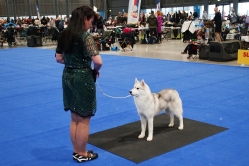 Sindi CACIB Brno 25.01.2026